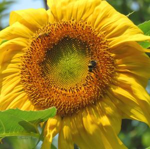 SUNFLOWER POWER - my NEW group...and welcome to it